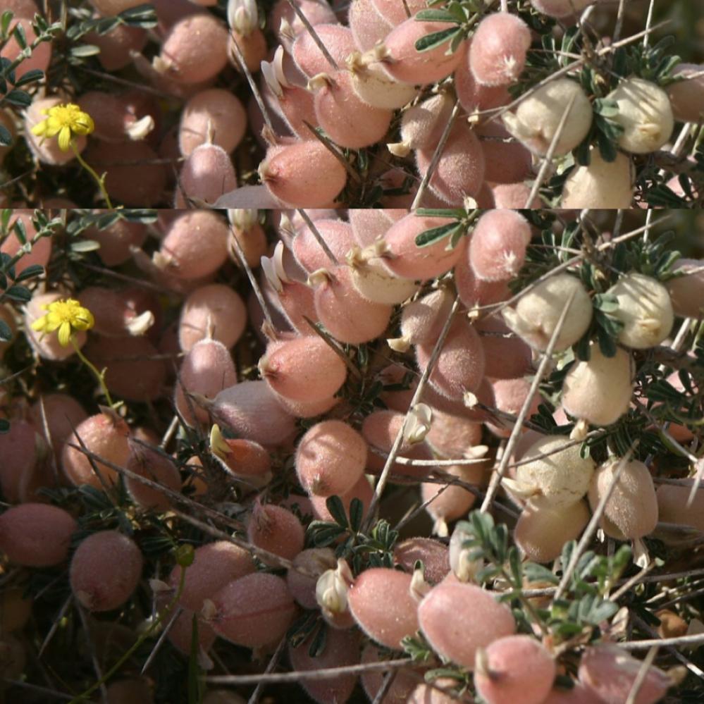 بذور القتاد