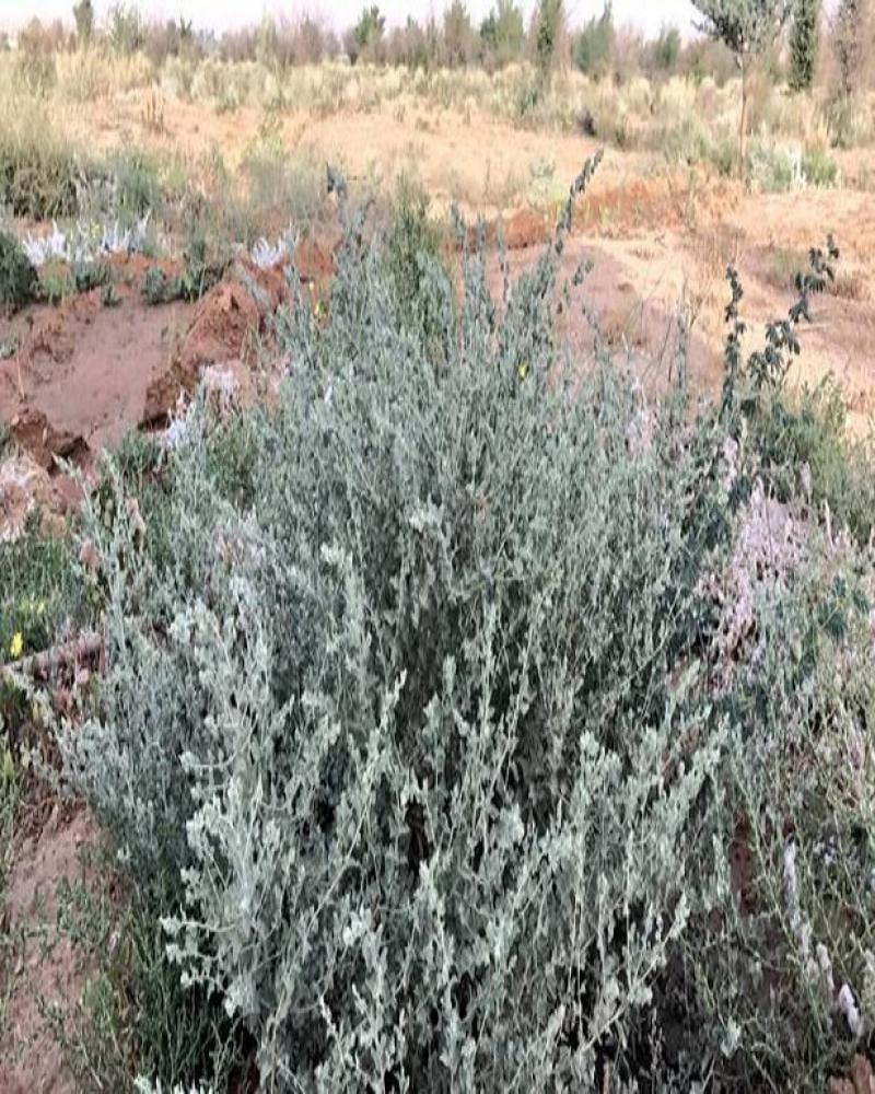 بكت بذور رغل