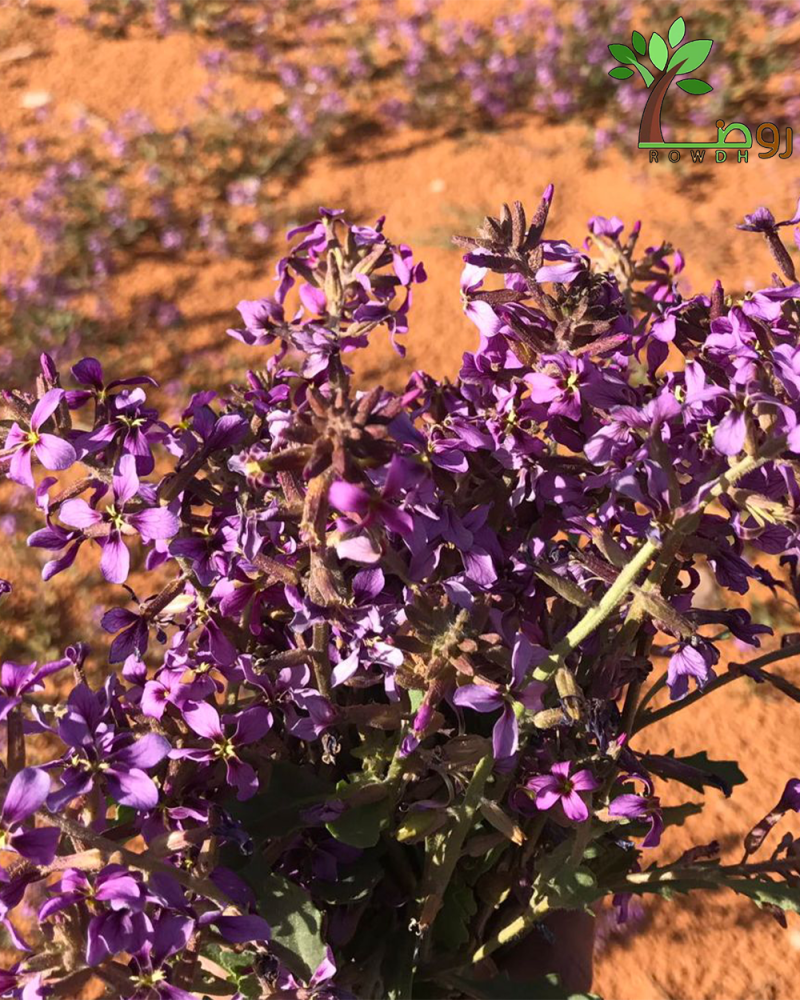 علبة بذور خزامى
