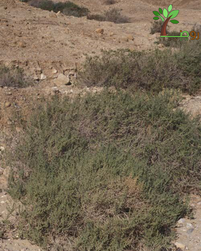 بكت بذور فرس