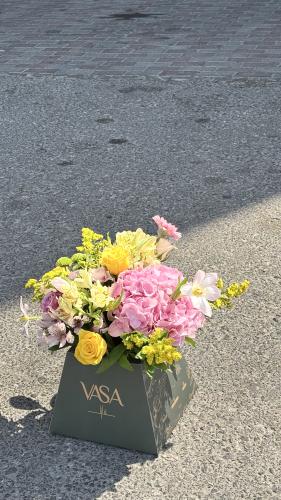 بوكس كاميليا