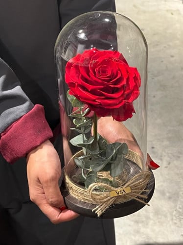 جوري دائم معالج احمر كبير