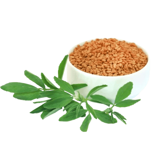 Fenugreek