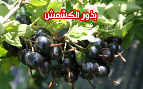 بذور الكشمش (5 بذور)