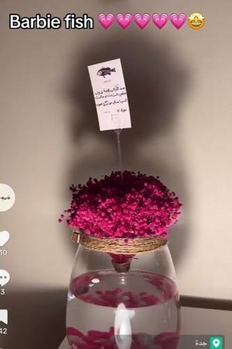فازة سمك فايتر جبسوفيليا | Gypsophila betta fish v...