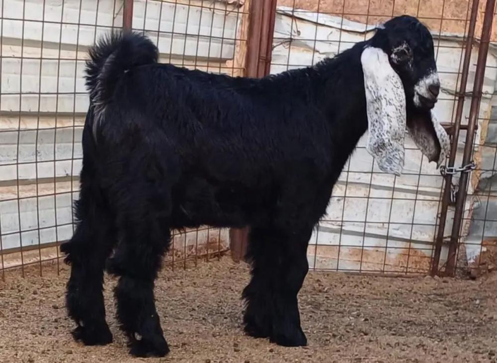 تيس عارضي صغير