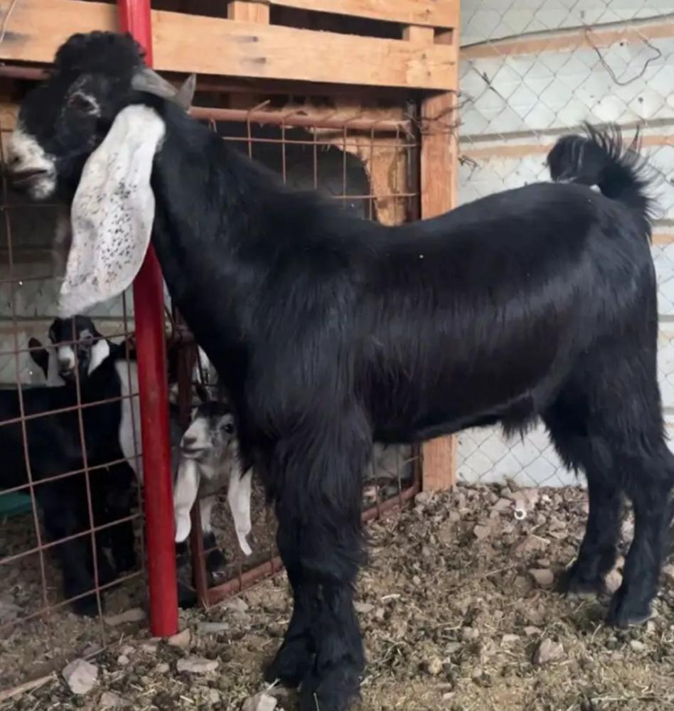 ذبيحة تيس عارضي وسط