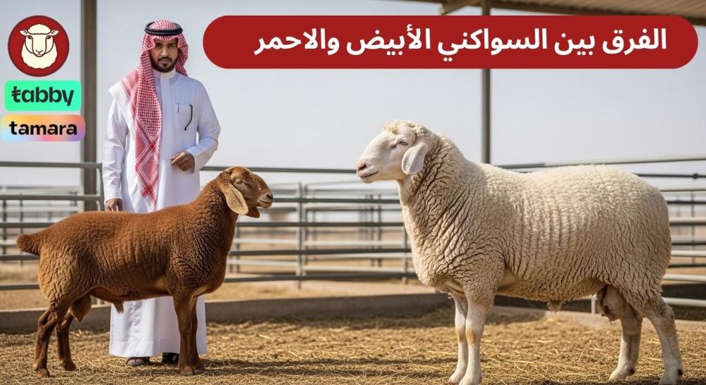 الفرق بين السواكني الأبيض والاحمر