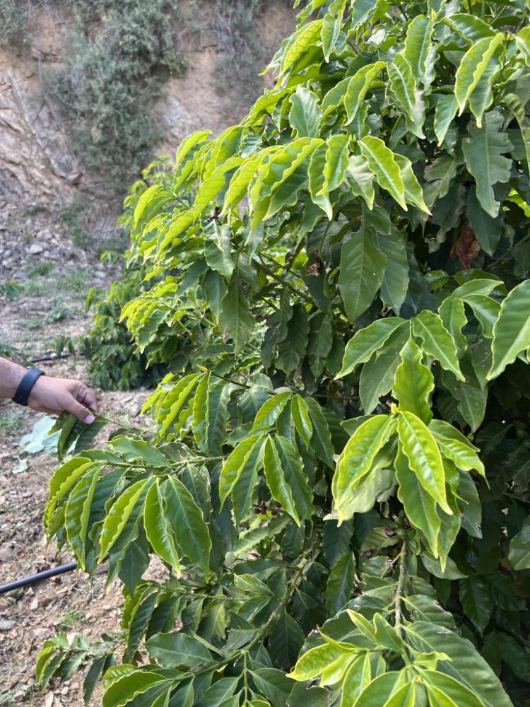 أغصان البن وكرز القهوة في مزرعة عسير