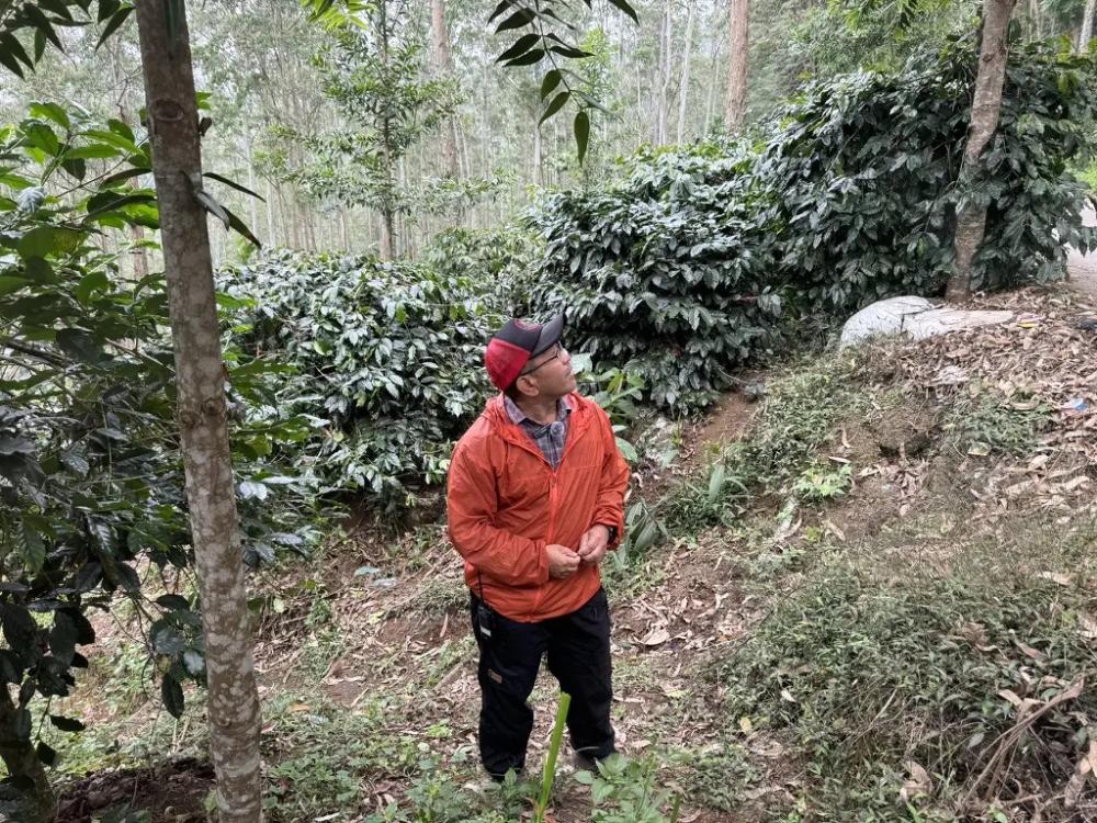 أوراق البن في مزرعة جاوة الغربية · Coffee leaves at the West Java farm