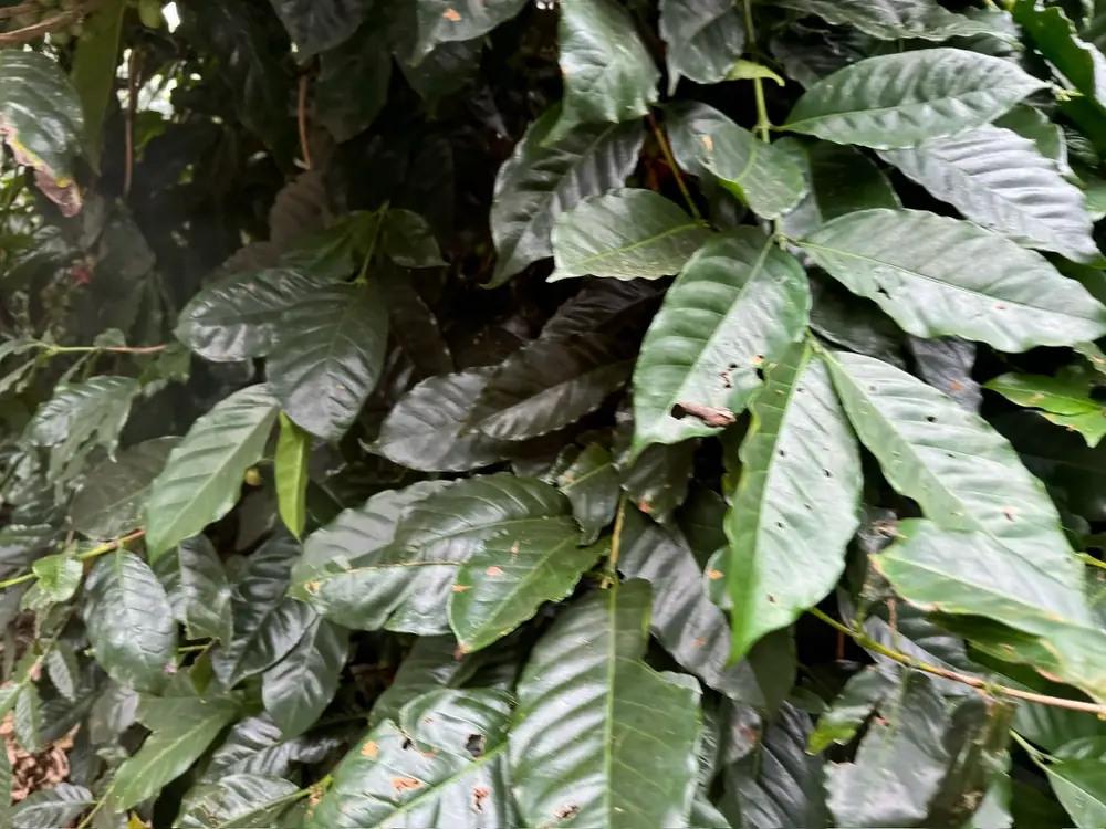 Coffee growers together in the Java Frinsa farm