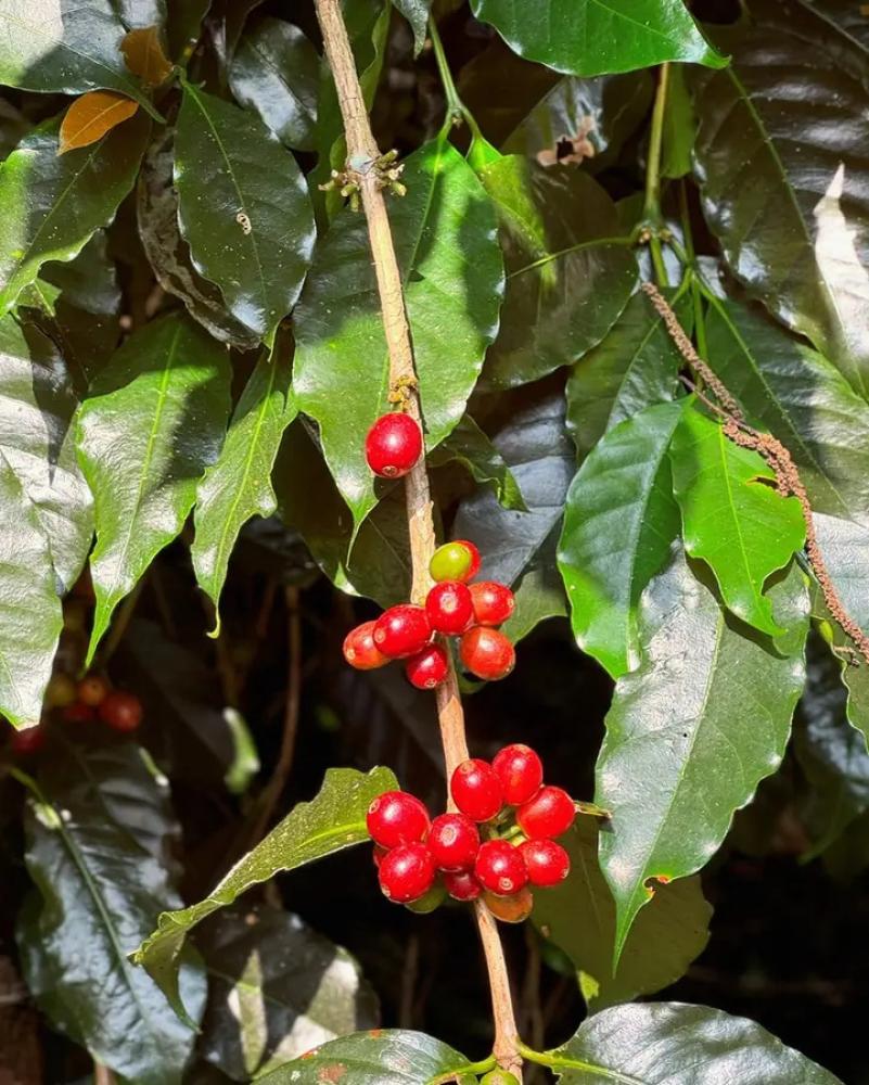 نضج كرز البن الأحمر على الشجرة · Ripe red coffee cherries on the branch