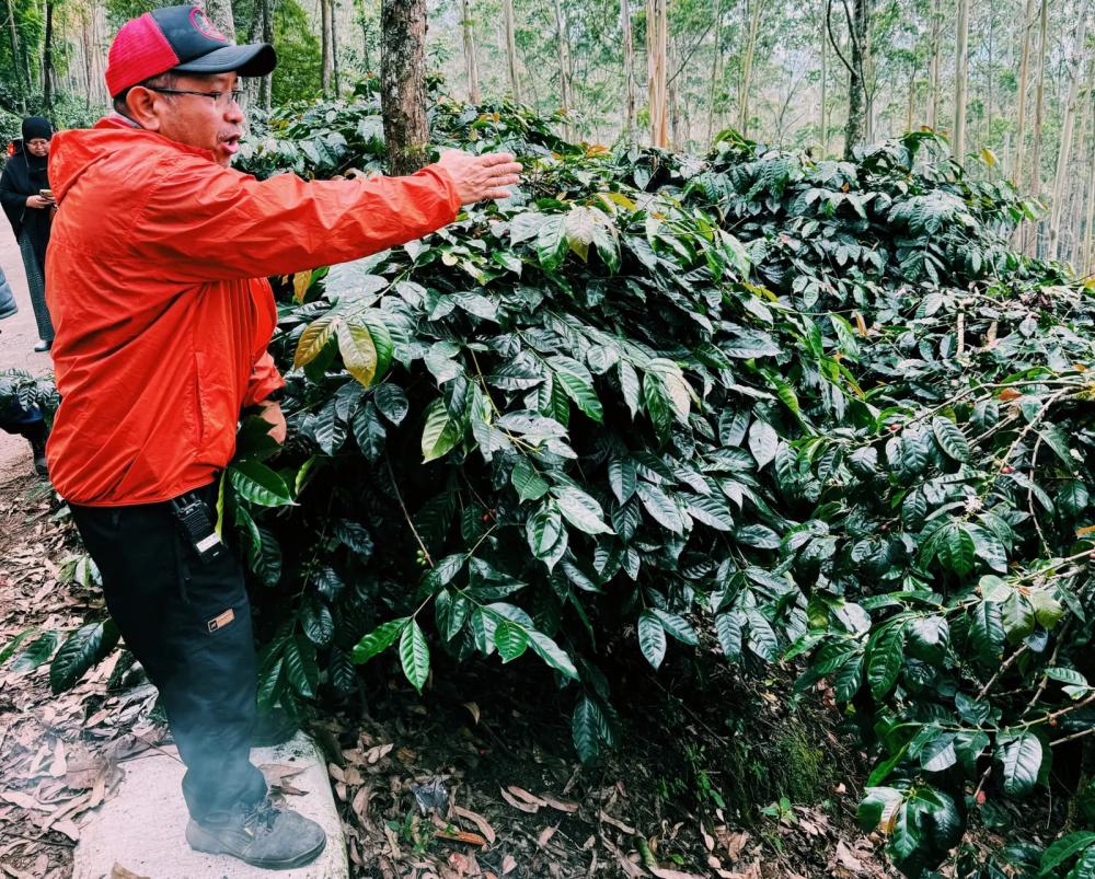 Wildan Mustofa among shade-grown coffee trees at Java Frinsa