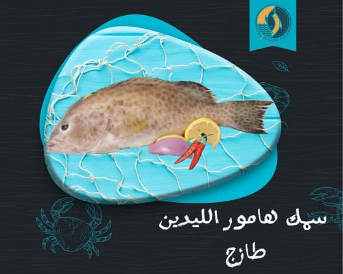 هامور الليدين الطازج