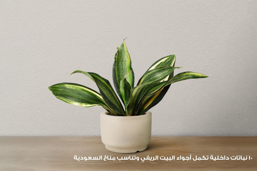 10 نباتات داخلية تكمل أجواء البيت الريفي وتناسب مناخ السعودية