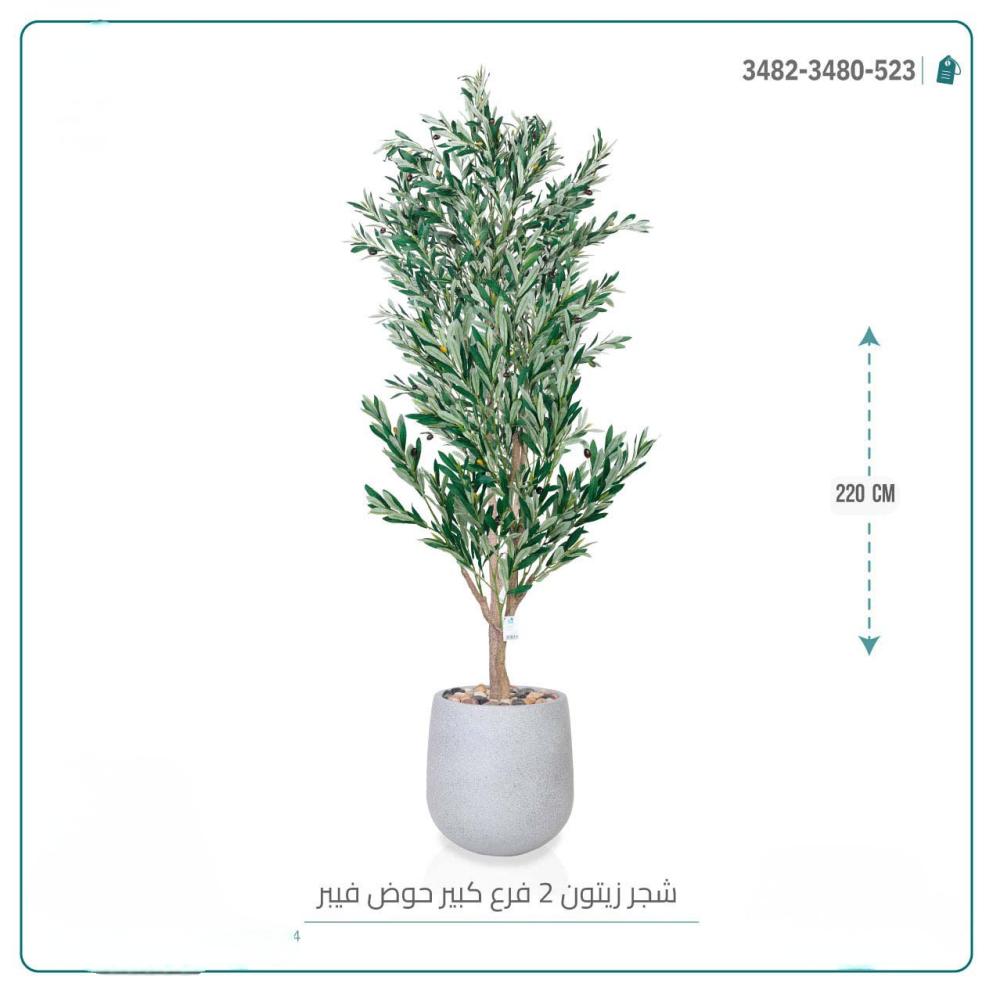شجرة زيتون 2 فرع كبير حوض اوف وايت فيبر