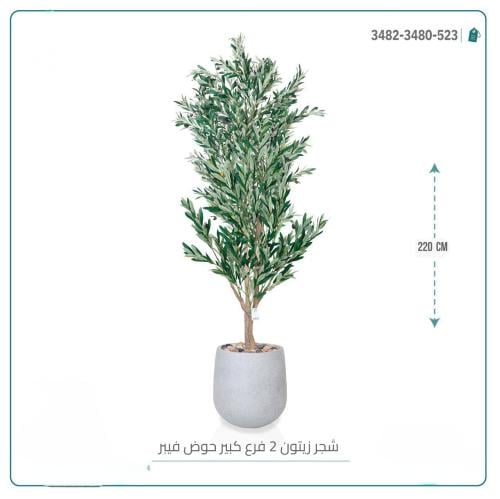 شجرة زيتون 2 فرع كبير حوض اوف وايت فيبر