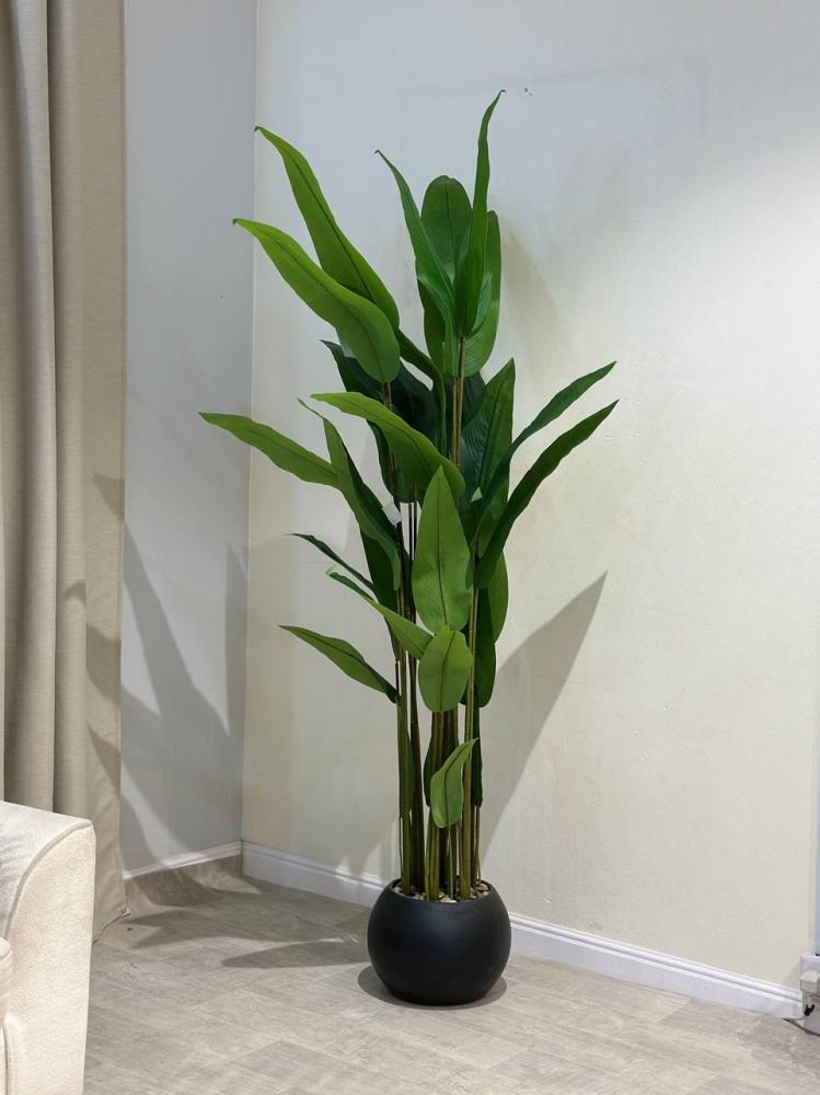 شجره عصفور الجنة بمركن اسود مقاس 200 سم