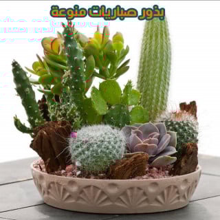 بذور صباريات متنوعة 15 بذرة
