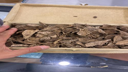 ثمن بخور سيلاني قواقع طبيعي 125 جرام