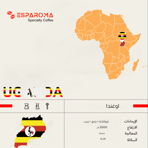 قهوة مختصة اوغندا 250 جرام