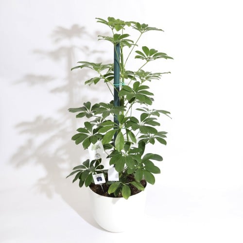 نبتة شفليرا كبيرة ‏SCHEFFLERA PLANT