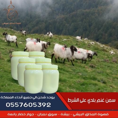 سمن غنم بلدي علي الشرط