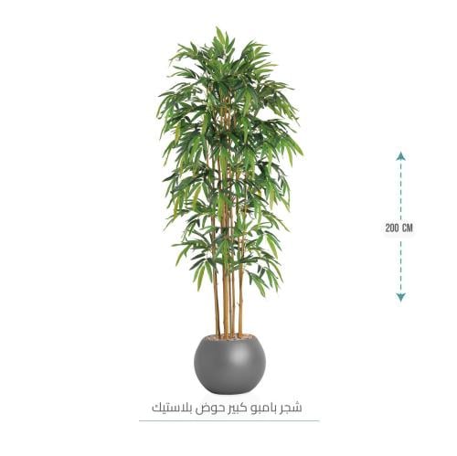 شجر بامبو كبير (9 فروع) بمركن بلاستيك دائري لون رم...