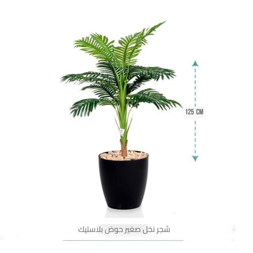 شجر نخل صغير حوض بلاستيك