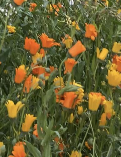 بذور اقحوان افريقي برتقالي واصفر 500 بذرة تقريباً