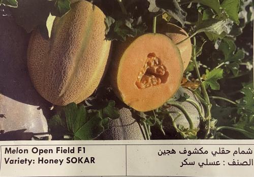 شمام حقلي مكشوف هجين عسلي سكر ( 30 بذره )