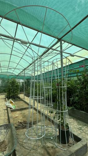 ستاند للجهنميات والاشجار المتسلقة