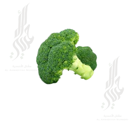 بذور بروكلي