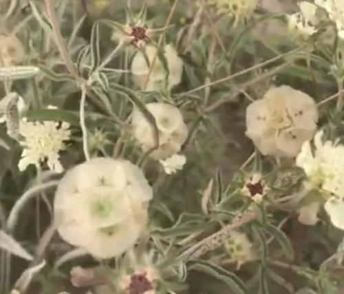 بذور عشبة الطربة او قلاص ( 100بذرة)