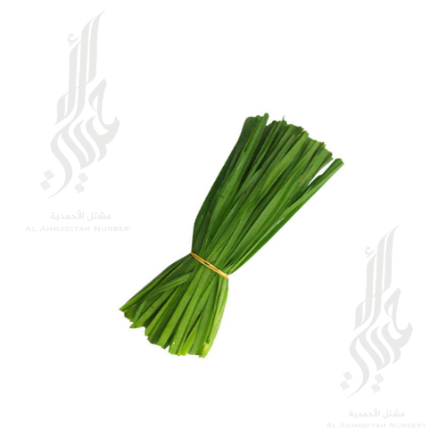 بذور كراث تركي ( 20 جم )