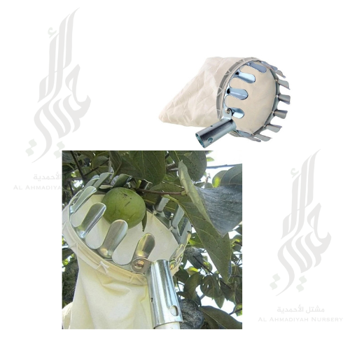 سلة قطف الثمار