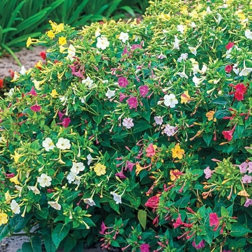 بذر زهرة شب الليل - الساعه الرابعة