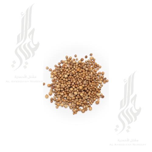 بذور  الكزبره