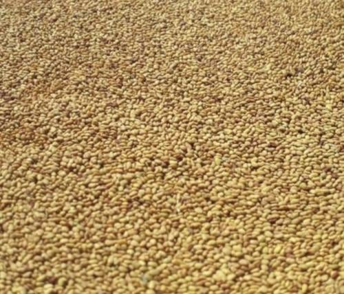 بذر برسيم حساوي ( 1 كيلو )