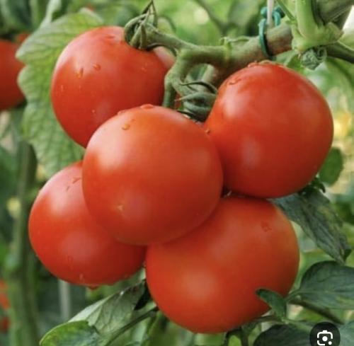 طماط سترين بي 5جم