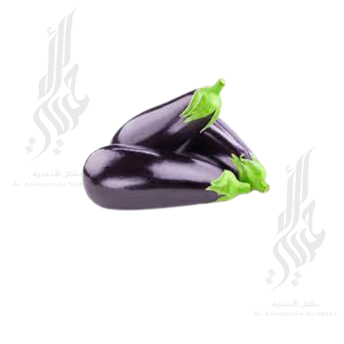 بذور باذنجان