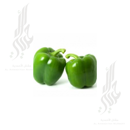 بذور فلفل اخضر بارد 5 جم ( 700 بذره )