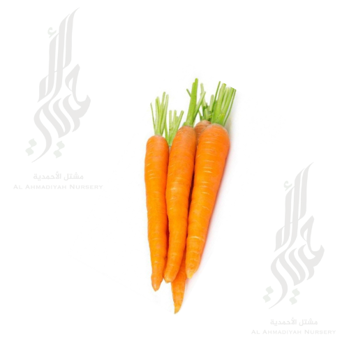 بذور جزر  15 جم