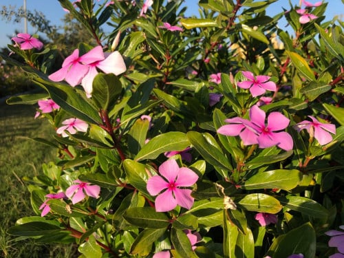 نبات البفته البلدي كيس