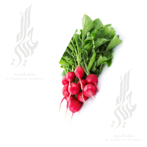 بذور فجل احمر 15 جم ( 1500 بذره تقريباً )