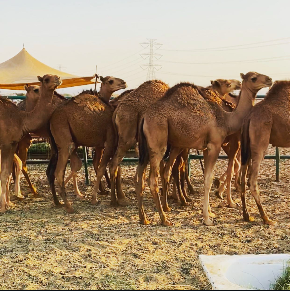 طلب لحم حاشي طازج