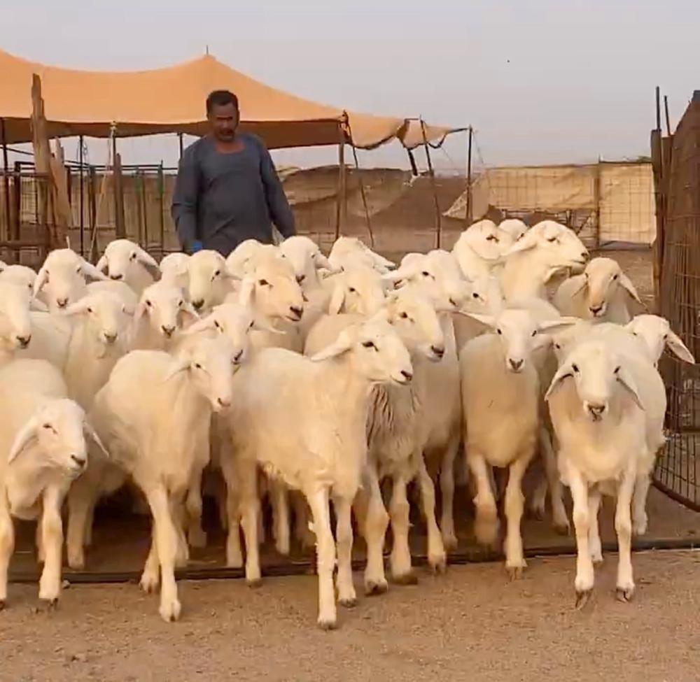 شراء لحم خروف طازج مع التوصيل