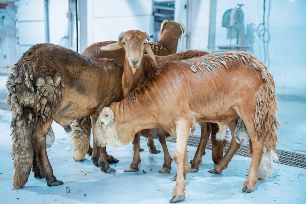 أشهر أنواع الخراف في السعودية ومميزاتها