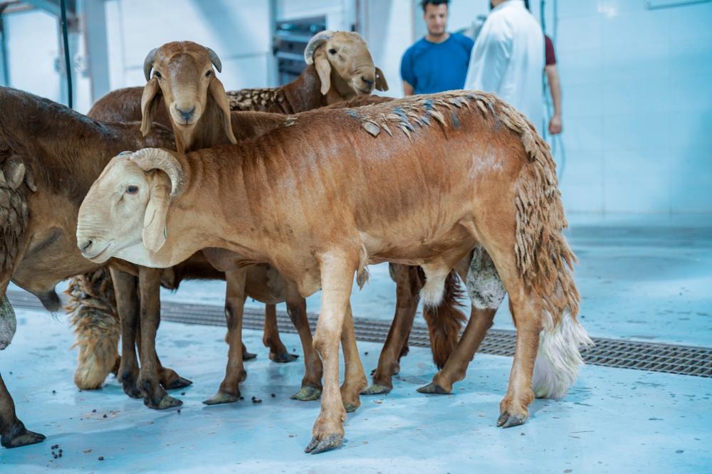 دليل شراء بوكسات اللحوم الجاهزة