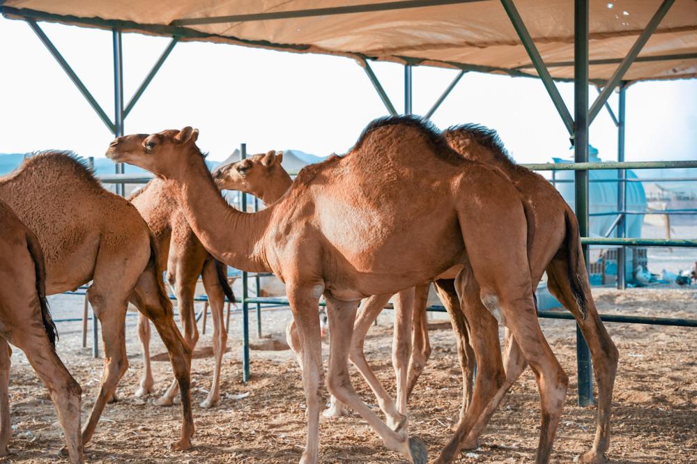 فوائد لحم الحاشي وما يجعله من أشهر اللحوم في السعودية